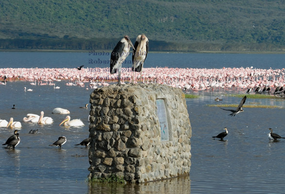 pair of marabou storks standing on  monument with flamingos in background