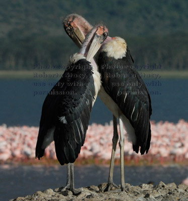 pair of marabou storks