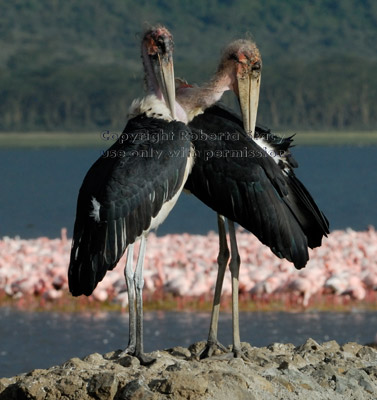 two marabou storks preening