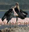 two preening marabou storks