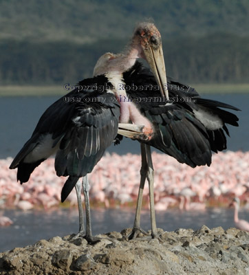 two preening marabou storks