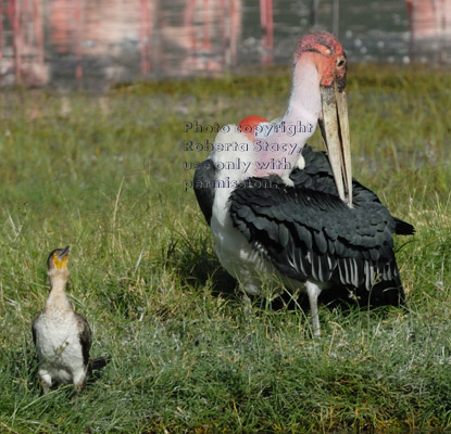 preening marabou stork with cormorant