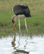 marabou stork at water's edge