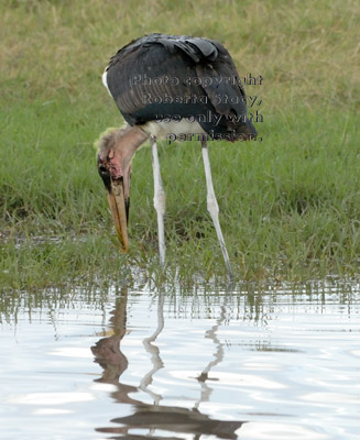 marabou stork at water's edge