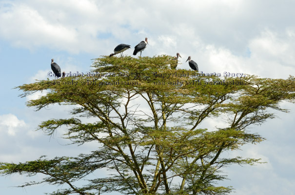 six marabou storks in a tree