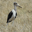 marabou stork