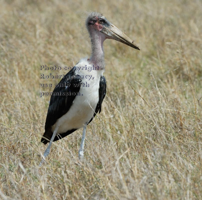 marabou stork