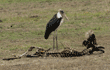 marabou stork with wildebeest skeleton