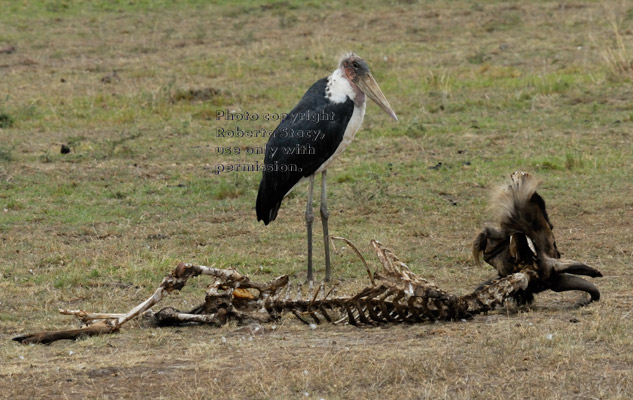 marabou stork with wildebeest skeleton