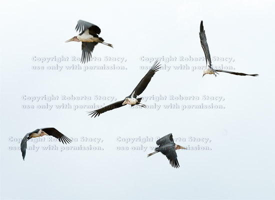 five-photo composite of flying marabou stork