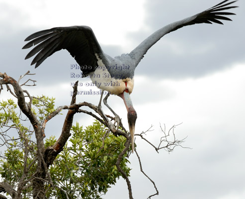 marabou stork in treetop