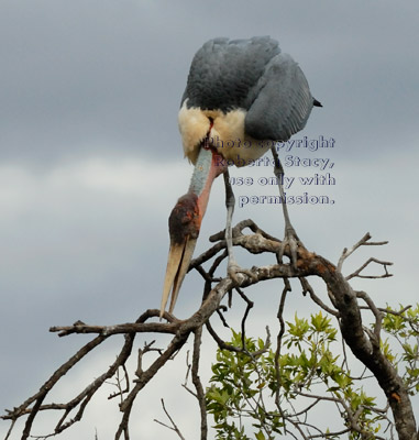 marabou stork in treetop reaching down to a branch with its beak 