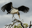 marabou stork in treetop with wings spread