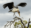 marabou stork in treetop with spread wings