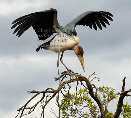 marabou stork in treetop with spread wings