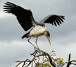 marabou stork stepping from one branch to another in top of tree 