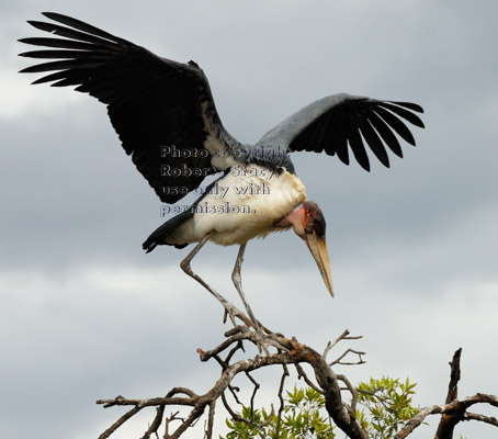 marabou stork stepping from one branch to another in top of tree 