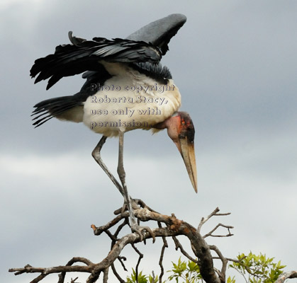 marabou stork going from one branch to another in top of tree