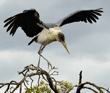 marabou stork with spread wings moving from branch to branch