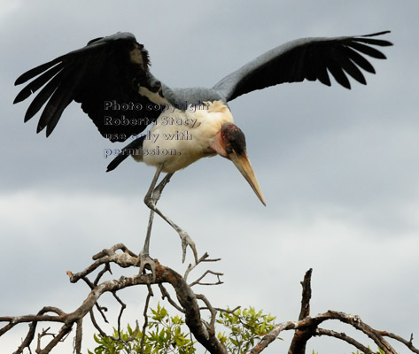 marabou stork with spread wings moving from branch to branch