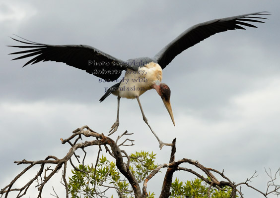 spread-winged marabou stork moving from one branch to another