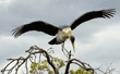 spread-winged marabou stork landing on a tree branch