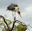 marabou stork standing on a tree branch