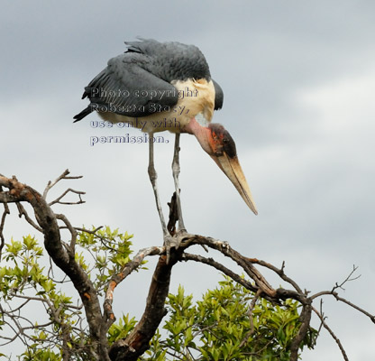 marabou stork standing on a tree branch