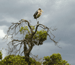 marabou stork in the top of a tree