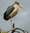 marabou stork standing on a high branch of a tree