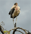 marabou stork standing on a high branch of a tree