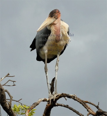 marabou stork standing on a high branch of a tree