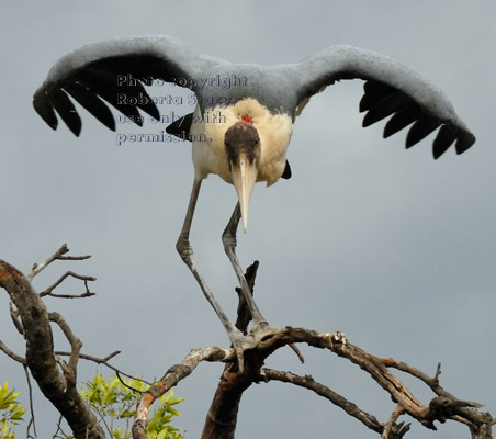 marabou stork preparing to fly from tree