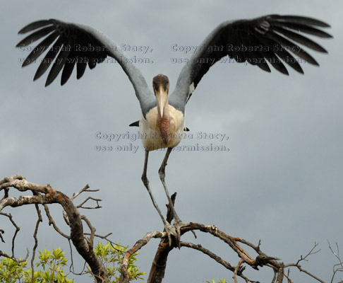 marabou stork ready to take flight