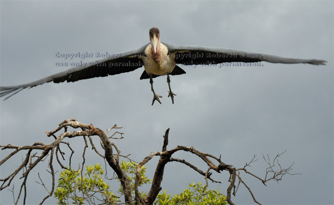 marabou stork taking off