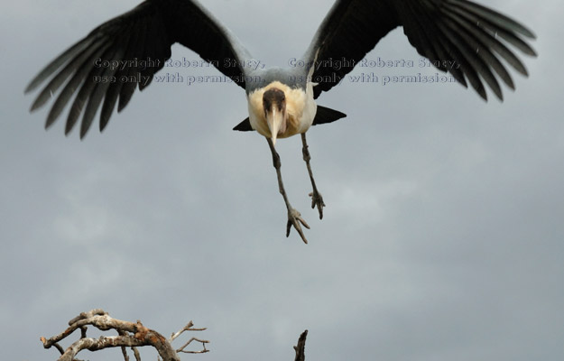 marabou stork flying from tree, image 2