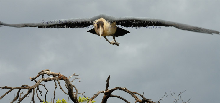 marabou stork flying from tree, image 3