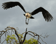 marabou stork flying from tree, image 4