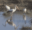 yellow-billed stork and sacred ibises Tanzania