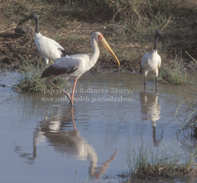 yellow-billed stork Tanzania (East Africa)