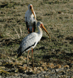 two yellow-billed storks