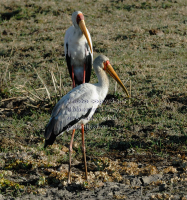 two yellow-billed storks