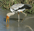 yellow-billed stork in water