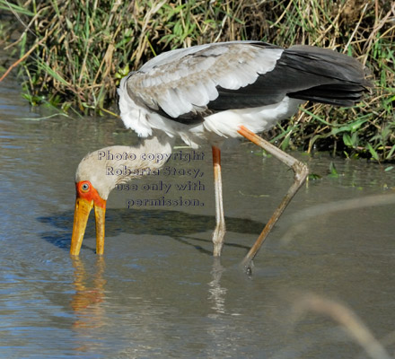 yellow-billed stork in water