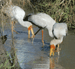 three yellow-billed storks looking for food