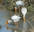 three yellow-billed storks standing in water and looking for food
