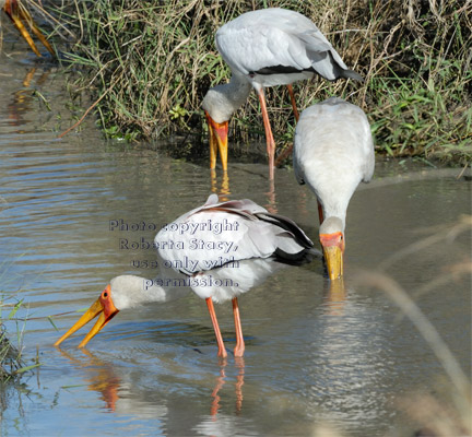 three yellow-billed storks standing in water and looking for food