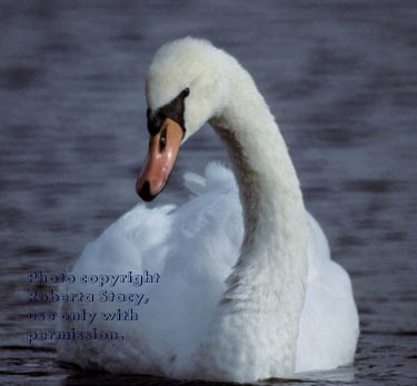 mute swan