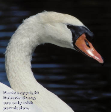 mute swan