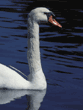 mute swan